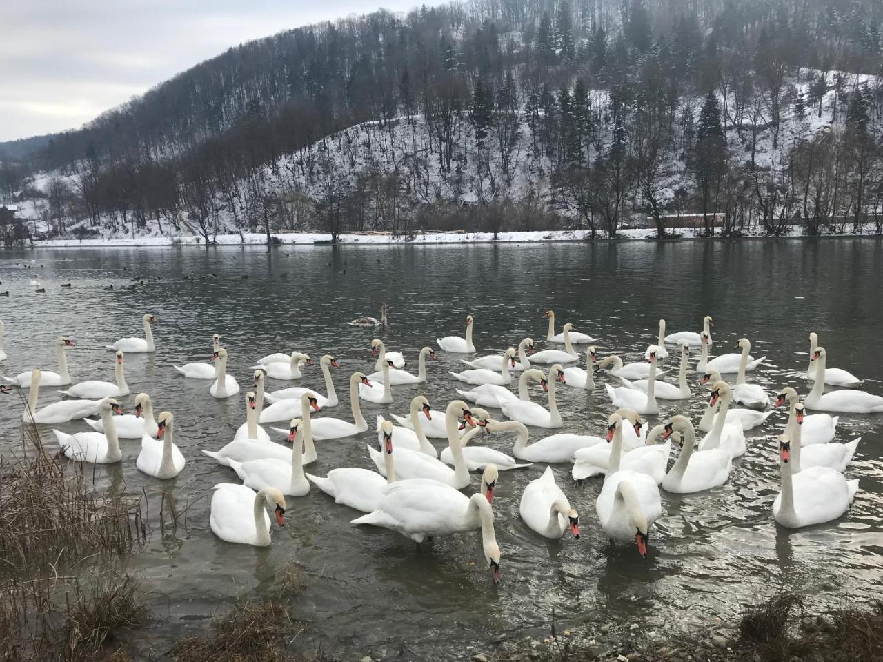Vila Blanca Alexandru cel Bun Esterno foto